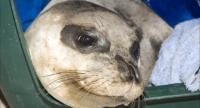 Pui de focă rară salvat în Grecia
