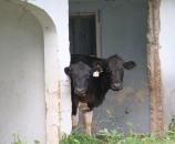 Polițiștii constănțeni previn furturile de animale