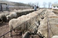Oierii români au exportat produse de 500 de milioane de euro, fără ajutorul statului