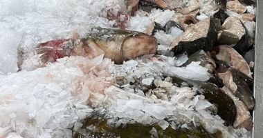 Dosare penale pentru braconaj piscicol - 3