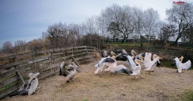 Modernizarea de la Delfinariu, încurcată de Microrezervație? „Nu o mutăm la Medgidia!” - 2