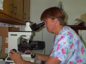 Stire din Sănătate : Trichineloza, necazul sărbătorilor de Crăciun