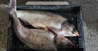 Braconaj în Delta Dunării! 50 de kilograme de pește capturat ilegal au fost descoperite de polițiști - 3