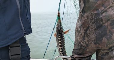 Stire din Eveniment : Două tone de șprot și cinci sturioni, descoperite de polițiști braconate din Marea Neagră