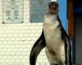 Polițiștii din Lima s-au pomenit cu un pinguin în curtea secției
