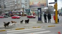 Cine pe cine apără în Constanța?