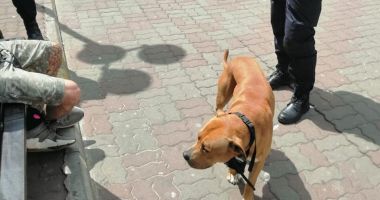 Stire din Eveniment : Pitbull lăsat liber prin Piața Ovidiu. Proprietarul, amendat de jandarmi