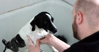 Stire din Cetățenești : Răcoriți animalele vara