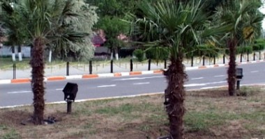 Stire din Eveniment : Arestat preventiv pentru furtul a 24 de palmieri