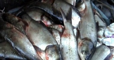 Stire din Eveniment : Plasă monofilament și zeci de kilograme de pește, confiscate