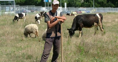 Stire din Economie : 9.700 de crescători de animale nu vor mai achita debitele stabilite abuziv de camerele de conturi