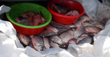 Galerie Foto - Braconajul piscicol, în atenția Gărzii de Coastă - 4