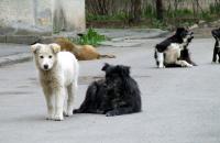 Stire din Social : Eutanasierea sau sterilizarea maidanezilor din Constanța?