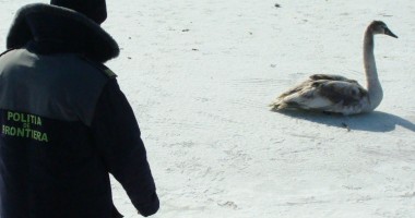Stire din Eveniment : Lebădă salvată din brațele braconierilor