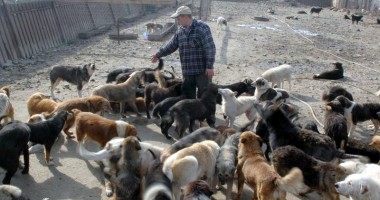 Stire din Cetățenești : Maidanezii României, subiect blocat.  Aflați cum stăpânesc suedezii fenomenul