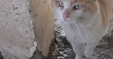IMAGINI ȘOCANTE! Pisici vânate cu săgeți, la Poarta Albă! Polițiștii de la Protecția Animalelor s-au autosesizat - 2