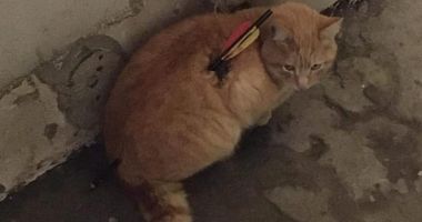 IMAGINI ȘOCANTE! Pisici vânate cu săgeți, la Poarta Albă! Polițiștii de la Protecția Animalelor s-au autosesizat - 3