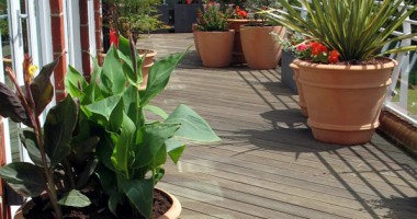 Stire din Diverse : Secrete ale îngrijirii plantelor din ghivece