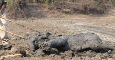 Imagini emoționante: Un pui de elefant și mama lui, salvați de la moarte de către oameni FOTO - 2