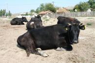 Sprijinul comunitar pentru producătorii de lapte va fi extins până în februarie 2010
