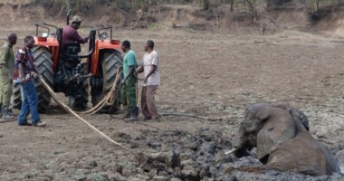 Imagini emoționante: Un pui de elefant și mama lui, salvați de la moarte de către oameni FOTO - 3