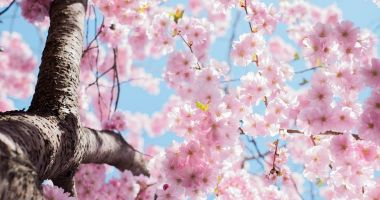 Stire din Social : Prognoza meteo de Mărţişor. Cum va fi vremea în următoarele patru săptămâni