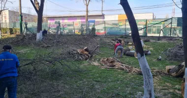 A început tăierea copacilor din fața blocurilor SM5 și SM6! Locatarii, revoltați - 3