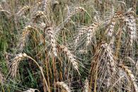 Fermierul constănțean își recuperează doar jumătate din banii investiți în campania agricolă