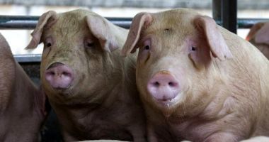 Stire din Actualitate : Peste o tonă de carne de porc din Ungaria, sub sechestru cu suspiciunea de infectare cu pesta porcină