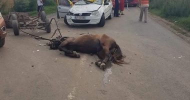 ACCIDENT GRAV la Constanța, provocat de un cal lăsat nesupravegheat