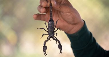 Stire din Social : Angajată muşcată de un scorpion la locul de muncă