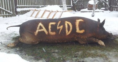 Stire din Fun : Tăierea porcului de Crăciun, pe ritmuri AC/DC