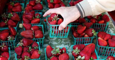Stire din Actualitate : Ace în căpșunile de la supermarket. Scandalul ia amploare