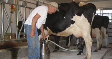 A crescut cantitatea de lapte furnizată de fermieri