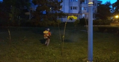 CONSTANȚA SCAPĂ DE INSECTE! Acțiuni de dezinsecție și deratizare, în tot orașul - 3