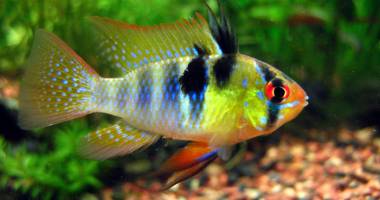 Acvariul Constanța întâmpină turiștii cu peștii Arowana - 2