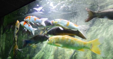 O adevărată încântare: Acvariul Constanța - 13