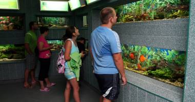 Stire din Cultură-Educație : Acvariul Constanța întâmpină turiștii cu peștii Arowana