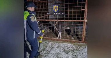 Stire din Eveniment : 23 de percheziţii, într-un caz de schingiuirea animalelor