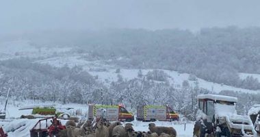Un saivan s-a prăbuşit peste o turmă de oi; 80 de animale au murit