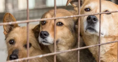 Stire din Eveniment : Descinderi la un adăpost de animale. Suspiciuni că sute de câini ar fi fost uciși ilegal
