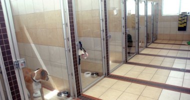Săptămâna viitoare se inaugurează adăpostul de câini și cai din Cernavodă - 2