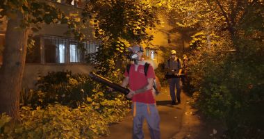 Stire din Politică-Administrație : Administrația continuă lupta cu insectele din cartierele constănțene