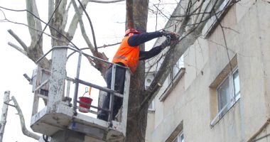 Stire din Politică-Administrație : Administrația locală continuă toaletarea arborilor în cartierele din Constanța