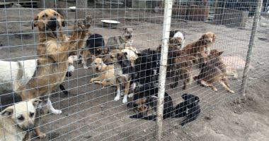 Stire din Politică-Administrație : Administrația locală continuă campania de adopție a câinilor fără stăpâni