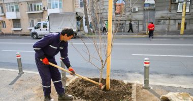 Stire din Politică-Administrație : Administrația din Constanța, start pentru campania de plantări