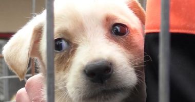 Stire din Social : Oferă o șansă unui câine abandonat! Adoptă, este gratuit!
