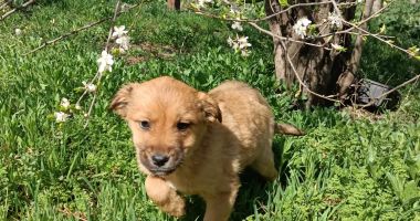 Stire din Social : Locul animalelor este în familii iubitoare! Iată cum puteţi adopta un căţel