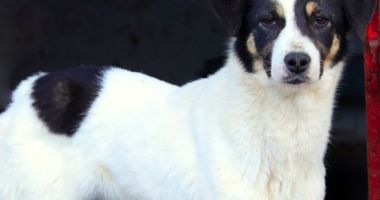 Stire din Social : Îți plac animalele? Adoptă un câine de la adăpostul de pe strada Vârful cu Dor