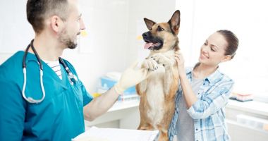 Stire din Social : Adoptați câini din Adăpostul de Animale Abandonate Constanța! Ce acte sunt necesare și când pot fi vizitați